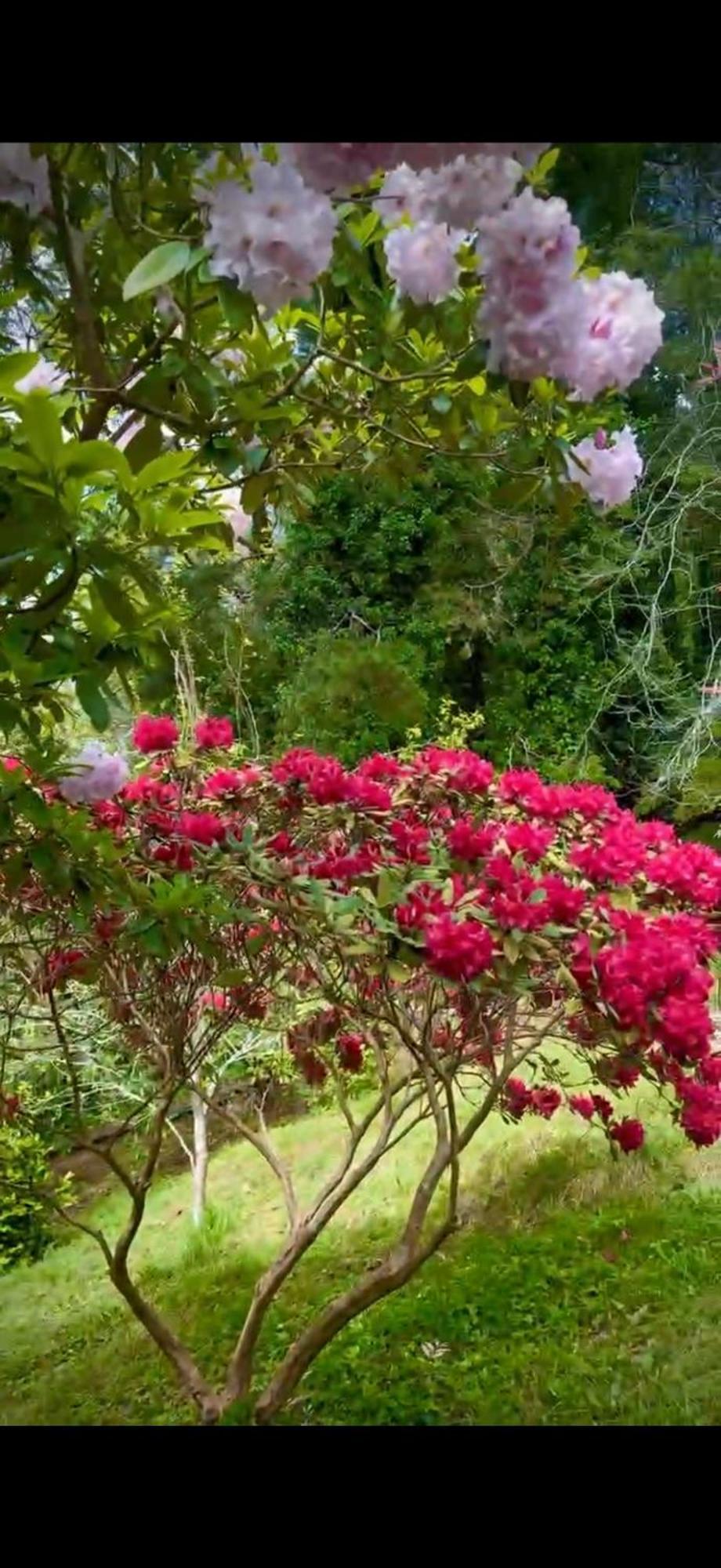Melbourne Topview Villa In Dandenong Ranges Near Skyhigh 칼로라마 외부 사진