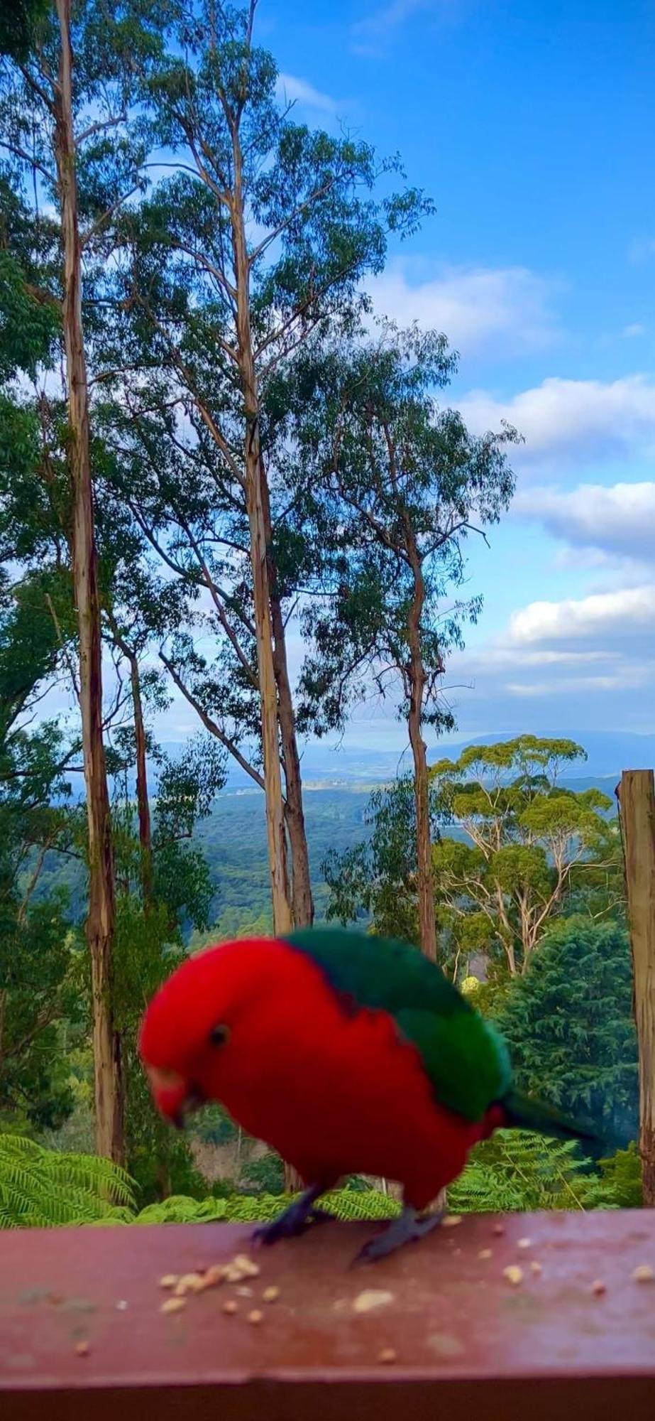 Melbourne Topview Villa In Dandenong Ranges Near Skyhigh 칼로라마 외부 사진