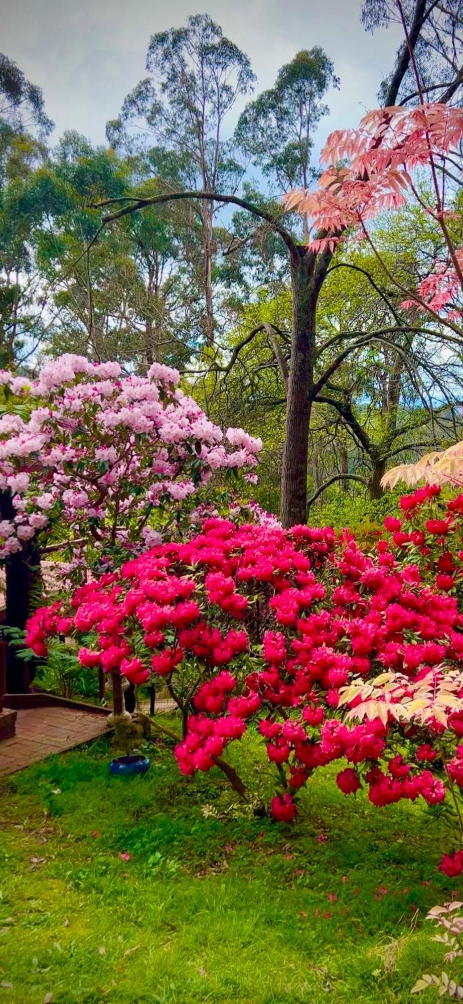 Melbourne Topview Villa In Dandenong Ranges Near Skyhigh 칼로라마 외부 사진